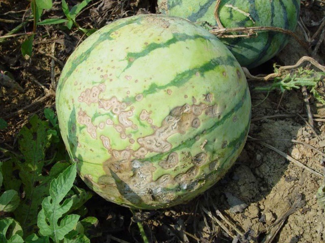 西瓜高病害图谱以及解决方法