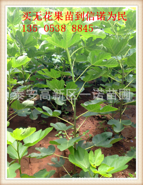 无花果苗