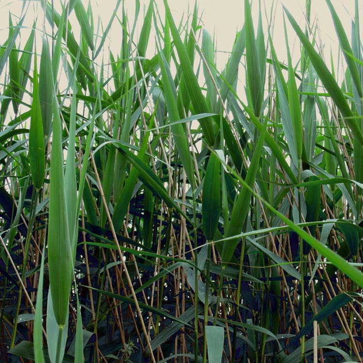 【恒之硕苗木场】供应芦苇小苗 各种规格 量大优惠