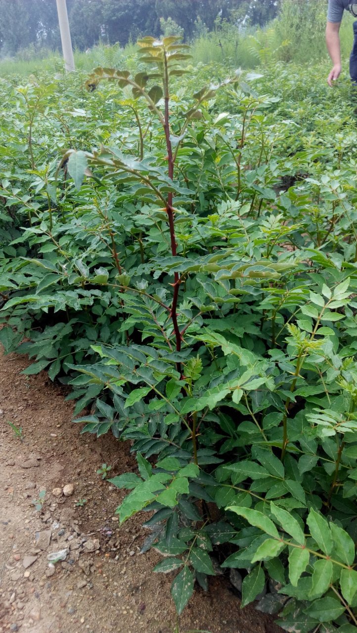 花椒苗 无刺 花椒苗 汉源 适合南北方种植的新花椒苗