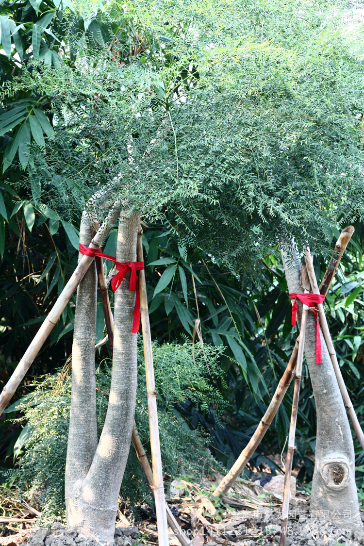 象脚树园林景观布置沙生馆大型植物象腿树辣木树diospyros ferrea