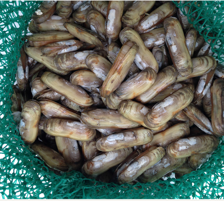 批发供应鲜活蛏子青岛特产海鲜水产品批发市-贝类