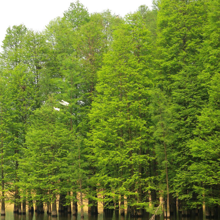 正宗 金叶水杉树苗 彩色绿化苗 金叶水杉小苗 水杉苗 包成.