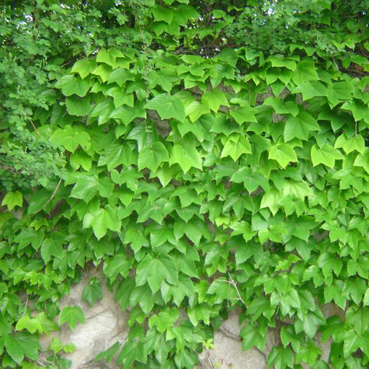 攀援植物 美国地锦 爬山虎 爬藤植物 耐寒耐旱爬墙高手