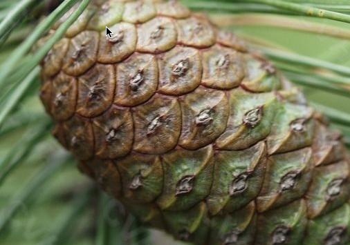 供应油松松果 油松塔 天然松果 塔壳