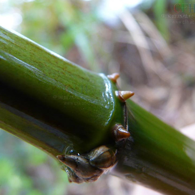 批发竹子 竹苗方竹 方形竹子庭院园林观赏工程绿化量