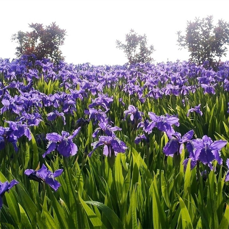 【促销精品】蓝花鸢尾 德国鸢尾 自家苗圃自产自销 降价10天
