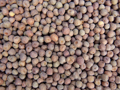 青岛供应加拿大麻豌豆 枫豆 发芽苗用 鸽粮用