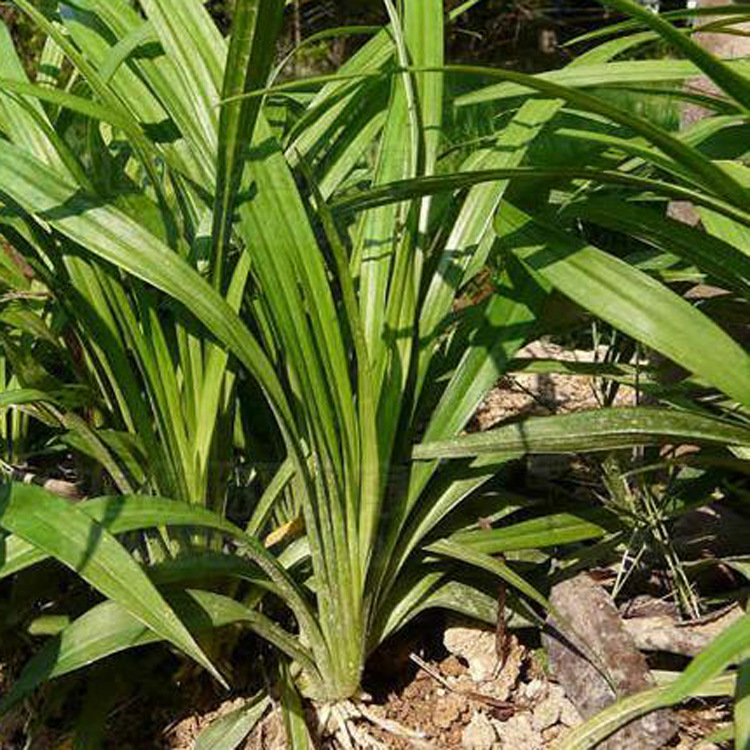 供应 宿根花卉 吉祥草 吉祥草小苗