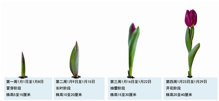 繁殖 常用分球繁殖,以分离小鳞茎法为主.秋季9~10月分栽小球.