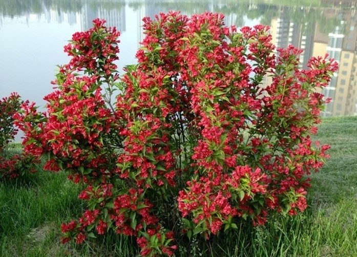 批发锦带花苗 红王子锦带 红王子锦带苗 红王子锦带花 花期超长