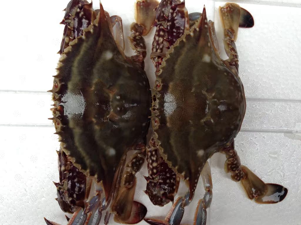 批发鲜活红膏梭子蟹5两左右每只精品一级海蟹海产品水产品海鲜