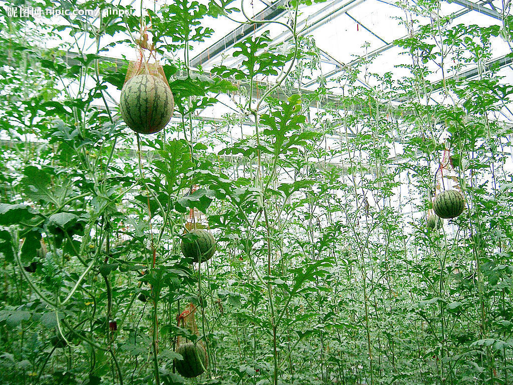 西瓜树种子 蔬菜种子 观光蔬菜种子 观赏食用兼备 5粒