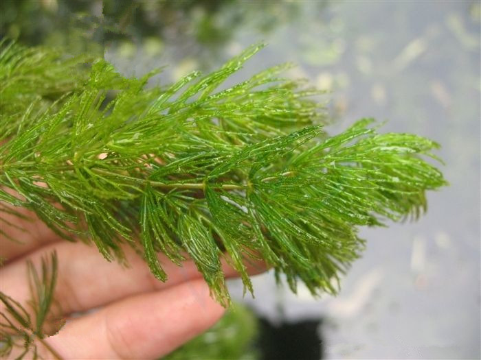 水生态治理 水生植物 水上种植 苦草 金鱼藻 沉水植物