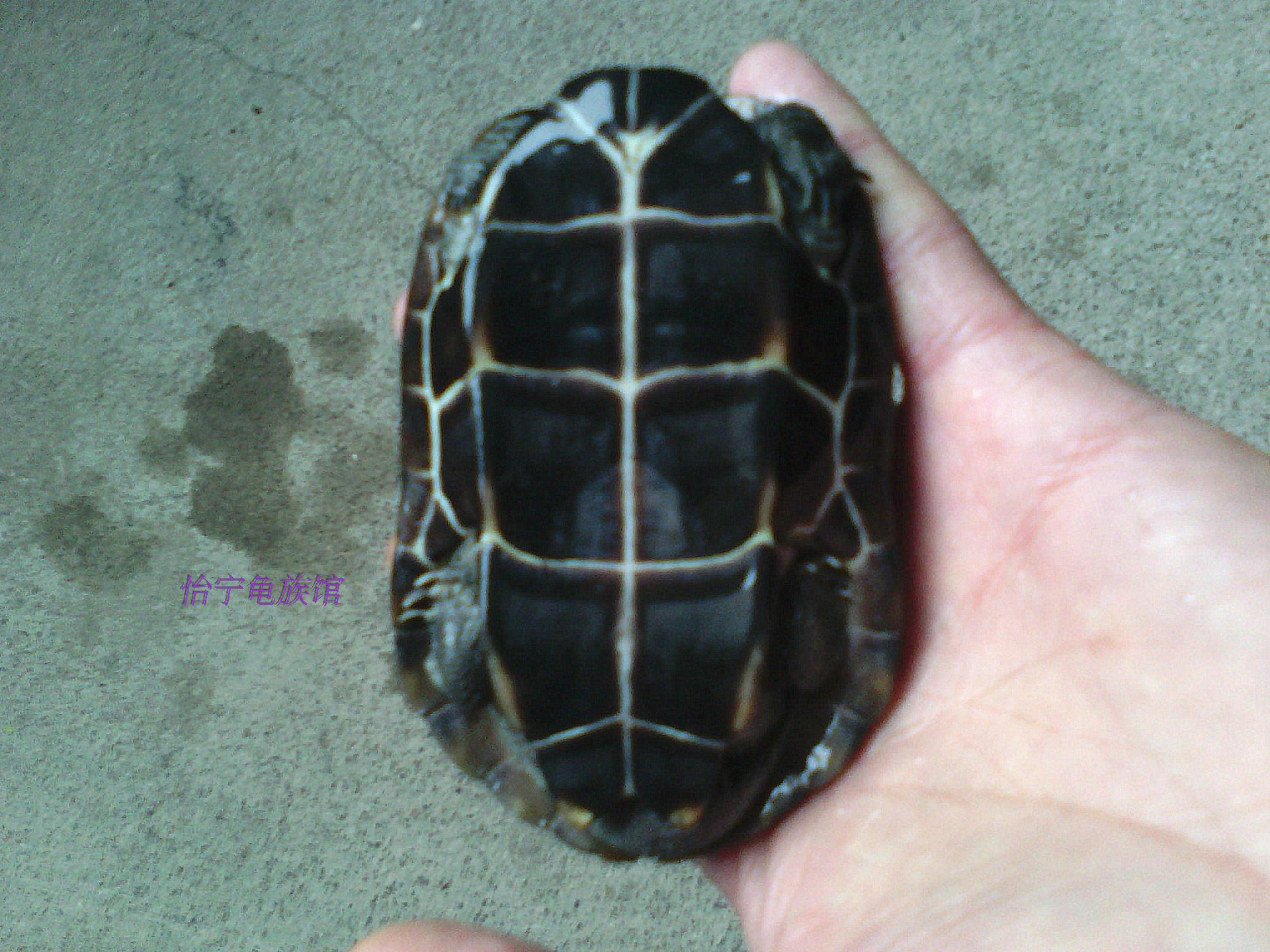 背甲10-12cm活体4年公黑腹中华草龟苗金线龟外塘半墨龟一件代发