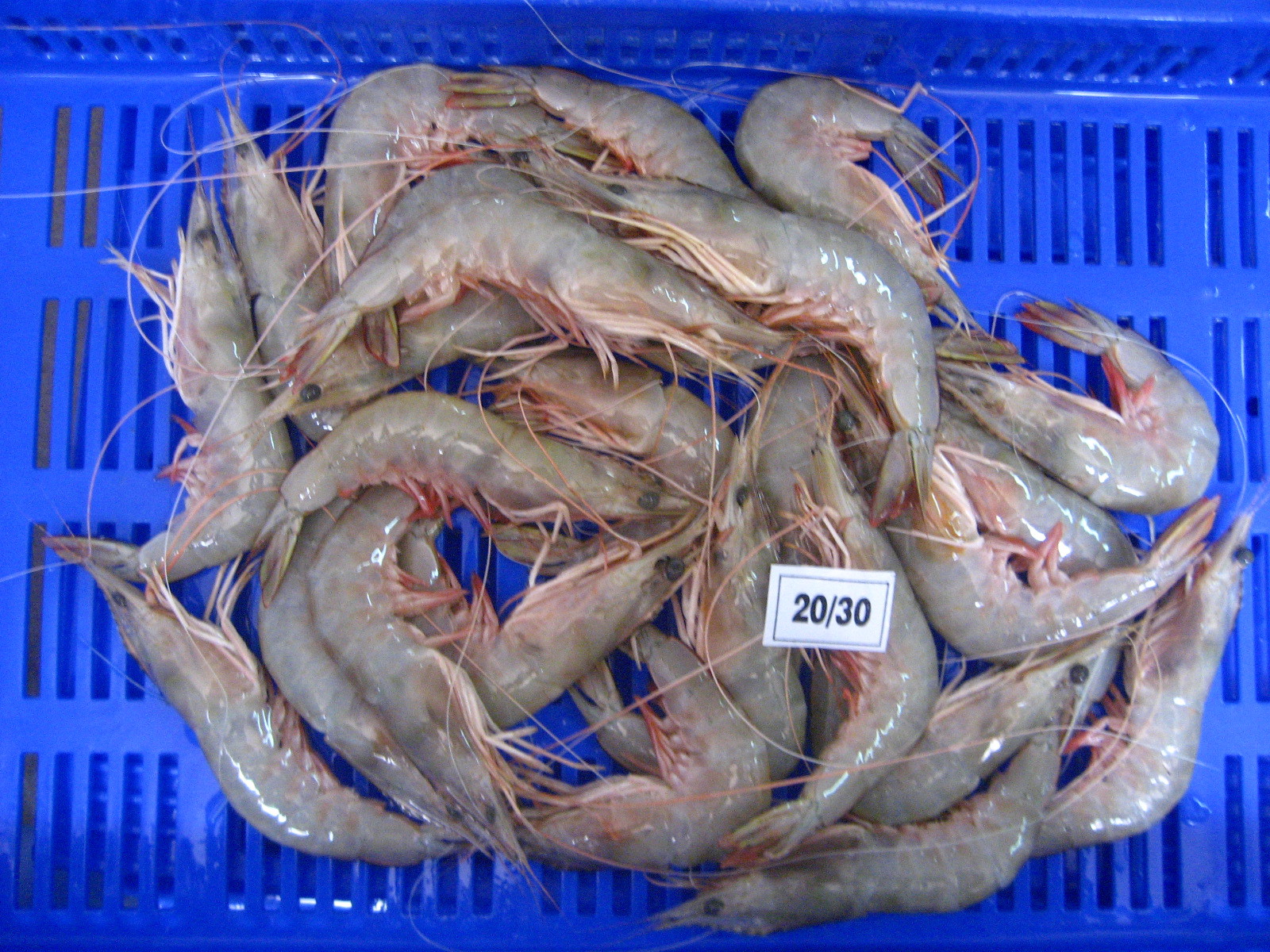 印度海白虾 sea caught white shrimp