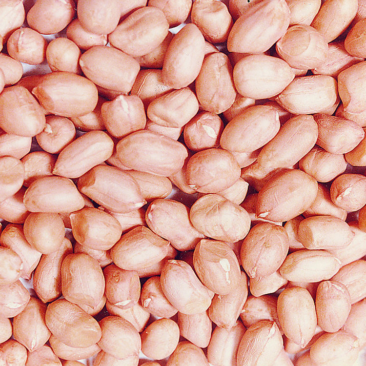 鲁花花生仁 青岛现货供应一级鲁花花生 大批量供应 现货供应