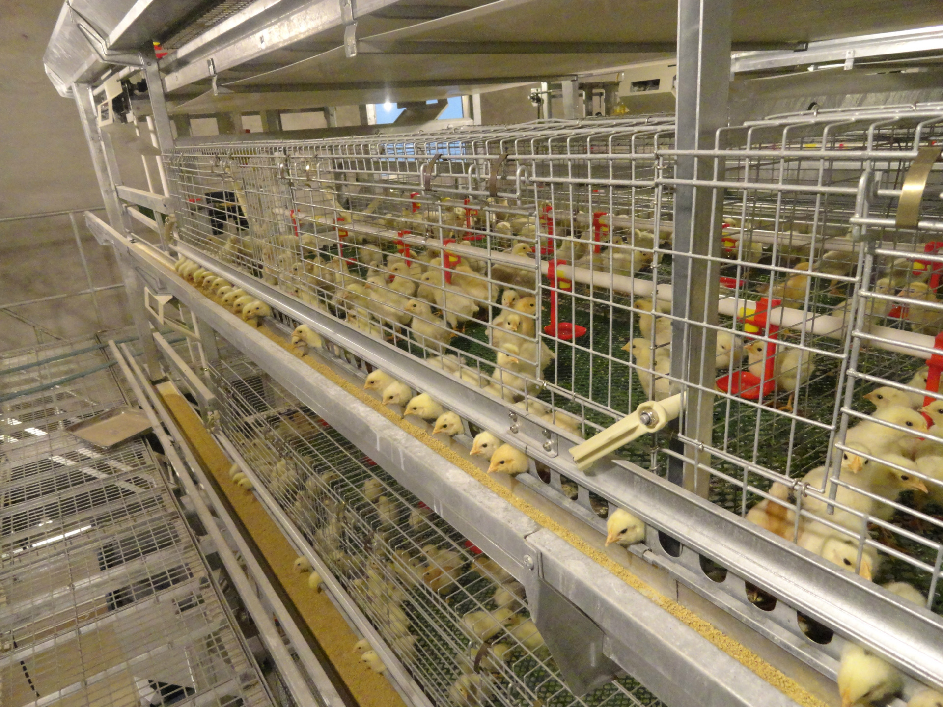 2 育成期的饲养管理育雏之后鸡群就进入育成期,育成期的鸡必须注重