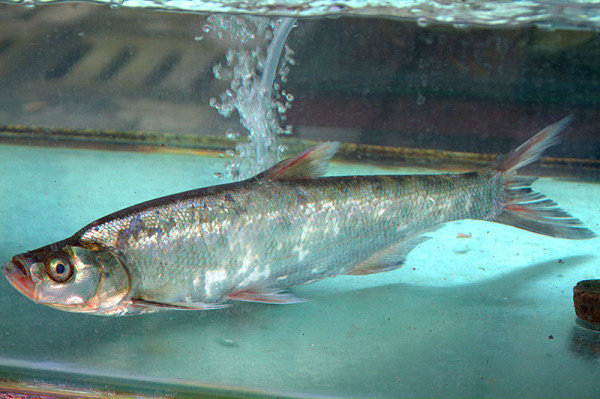 翘嘴鱼批发 翘嘴白鱼 大量优质翘嘴大白鱼 肉质鲜美 鲜活翘.