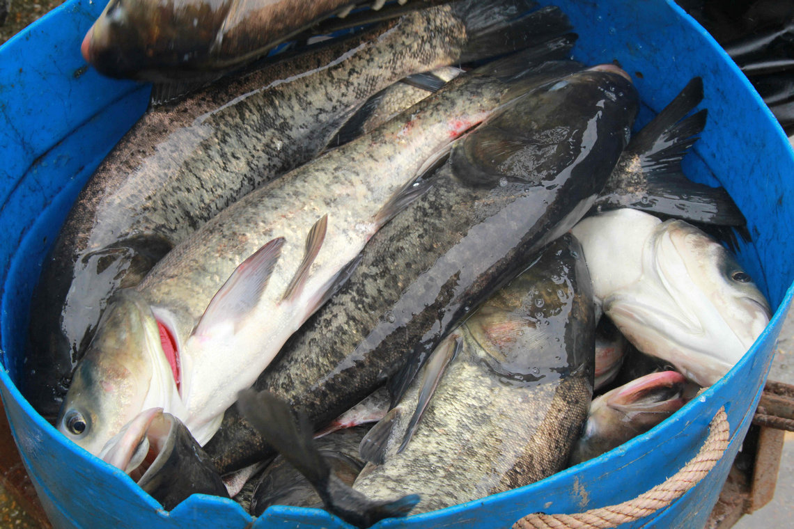 热销供应鲜活水产品雄鱼鳙鱼雄鱼头大生态淡水鳙鱼