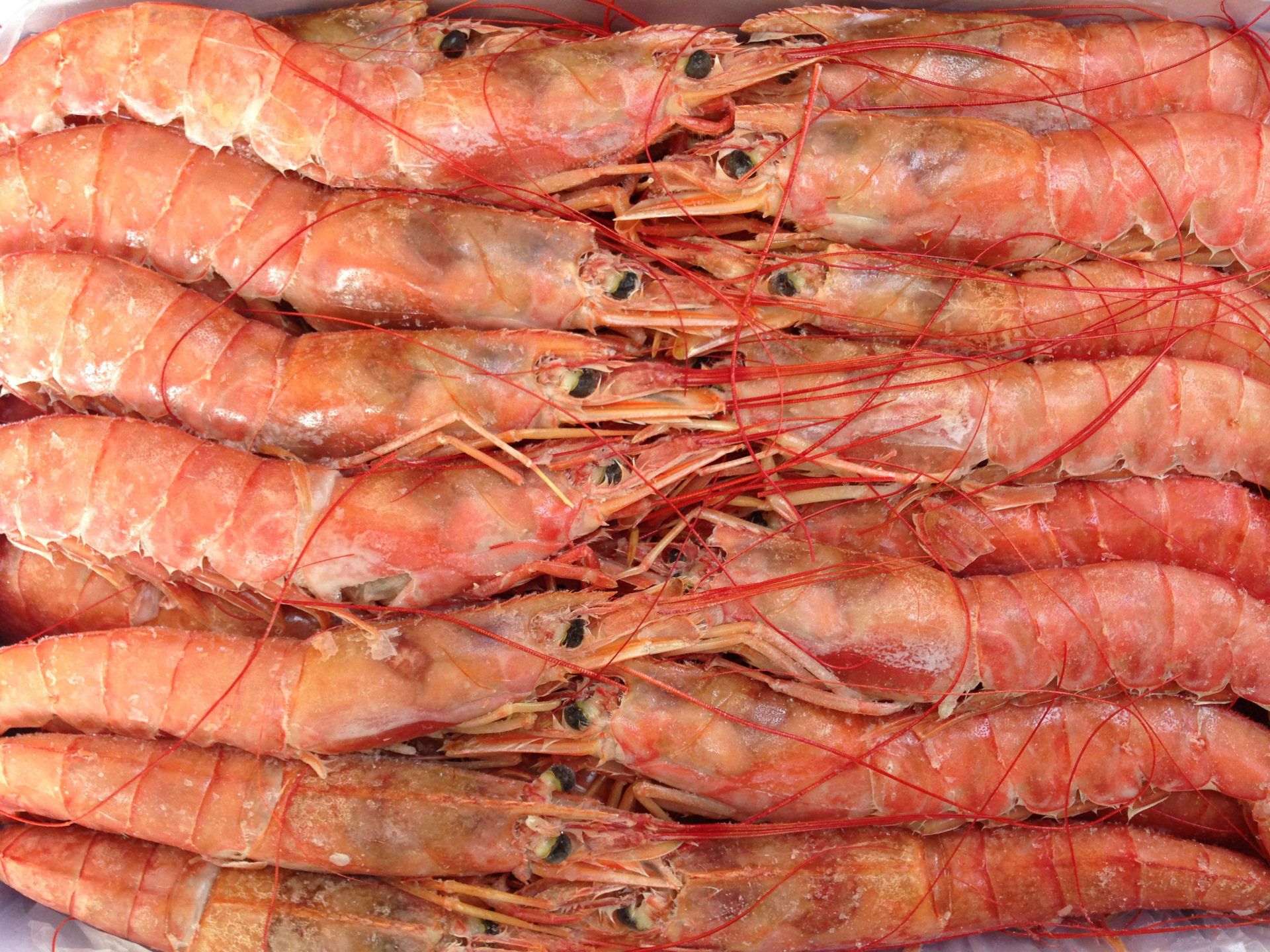 批发供应冷冻阿根廷红虾冷冻大虾刺身生食海鲜