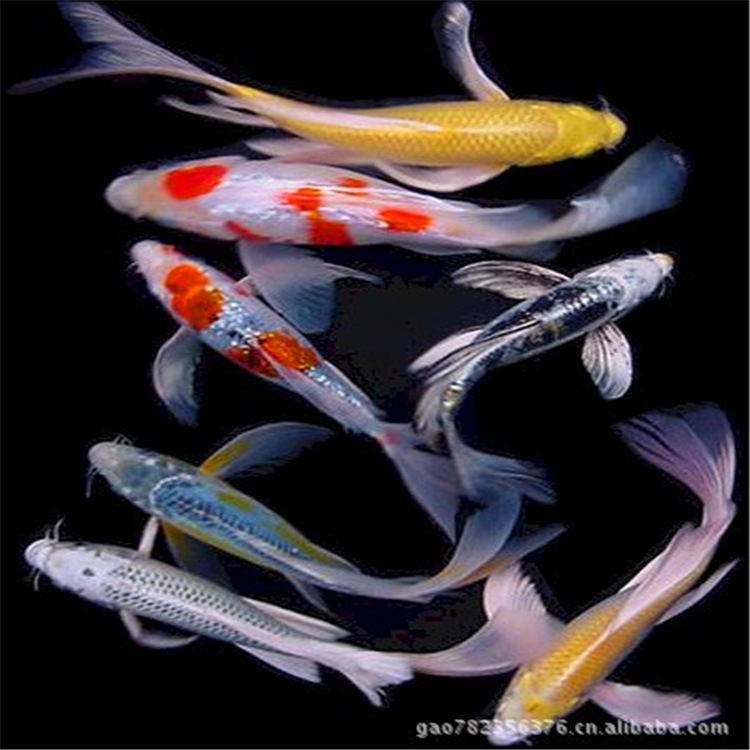 批发龙凤锦鲤水花 鱼苗 淡水观赏鱼 日本