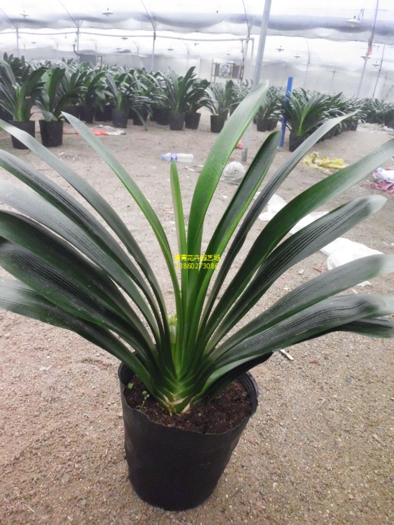 供应中国君子兰 福建花卉 批发 直销 君子兰