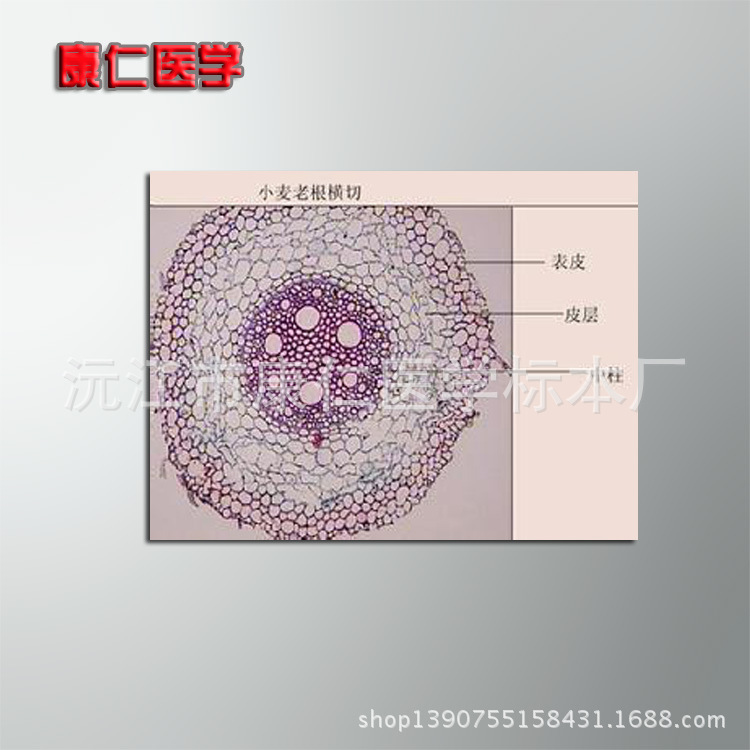 小麦茎横切维管束图片