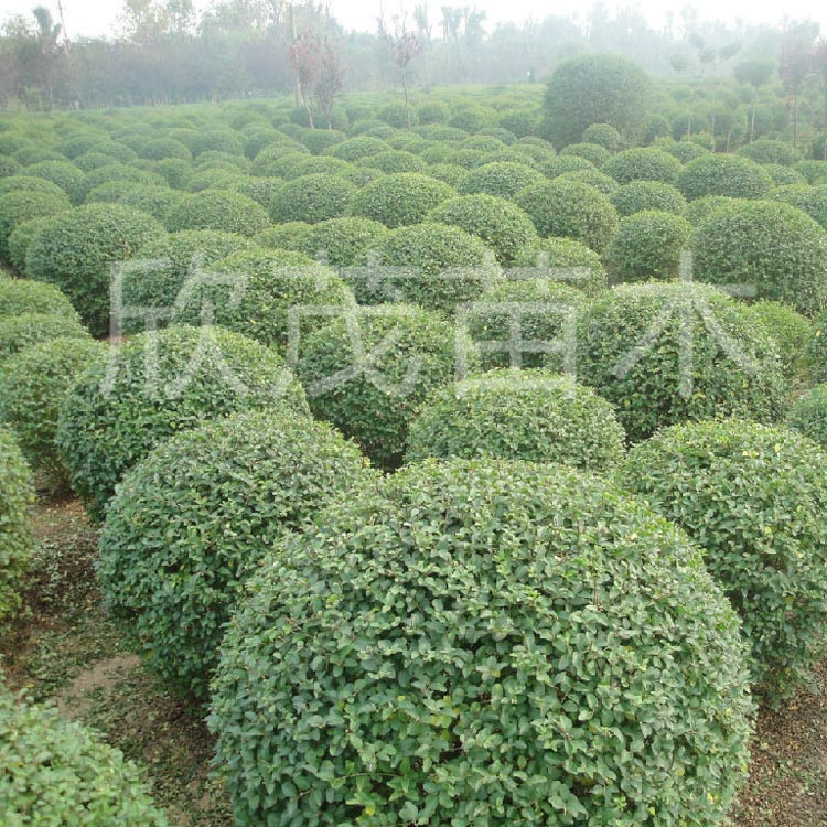 基地出售 庭院绿化植物 小叶女贞 小叶女贞球 小叶女贞苗