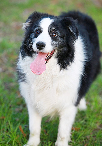 都有它们祖先的血统,任何一种与工作狗相异的外形和气质都不是它们