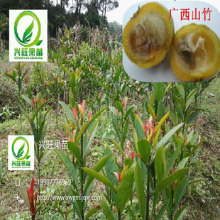 山竹树图片_山竹树图片大全 - 阿里巴巴海量精