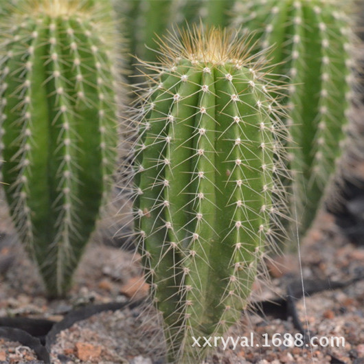 大凤龙 高度5cm 实生 批发 仙人球 多肉植物小盆栽