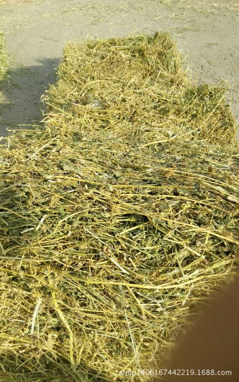 批发零售紫花苜蓿草