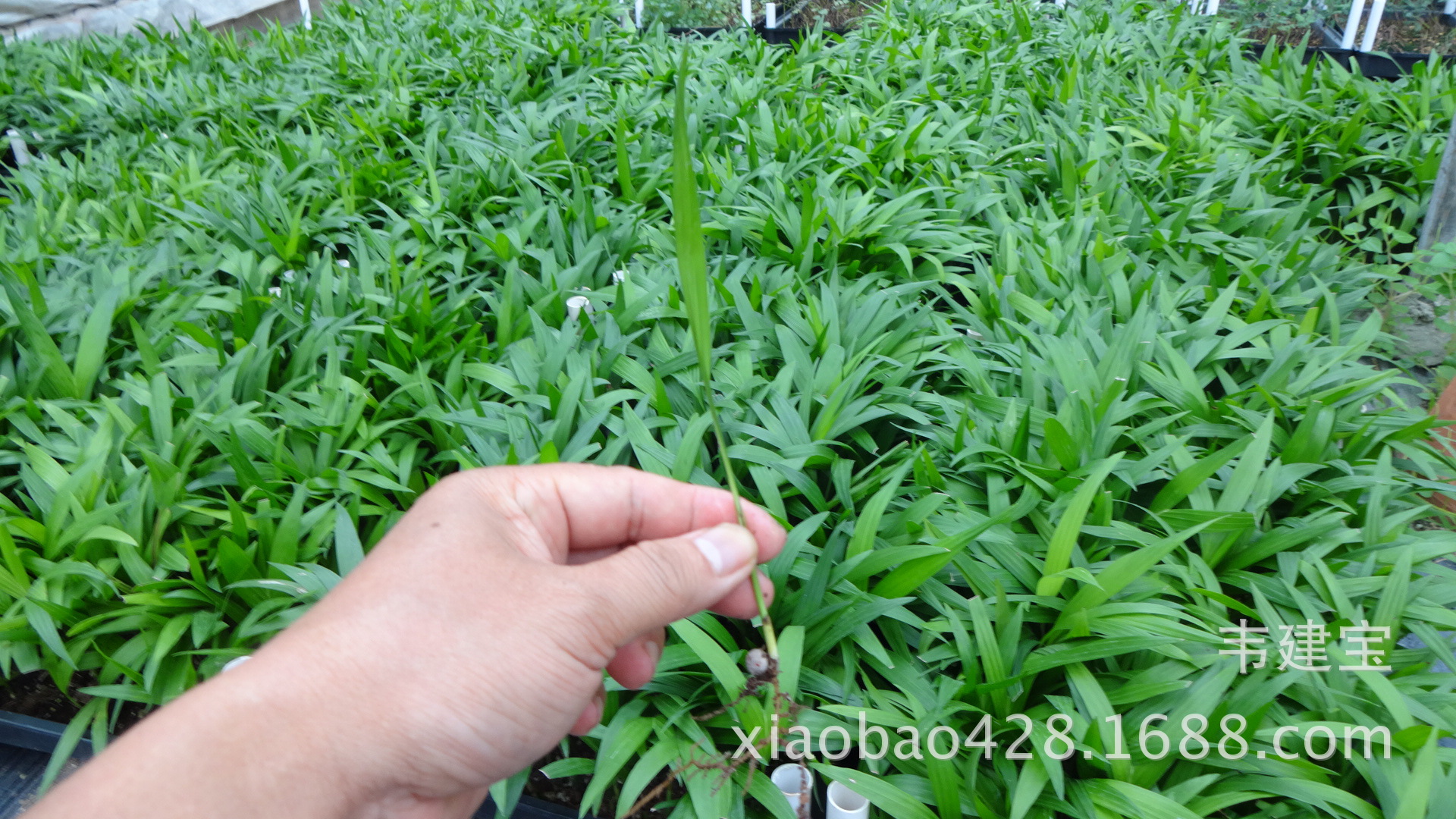 厂家大量低价供应夏威夷椰子苗 广州园林种子种苗批发