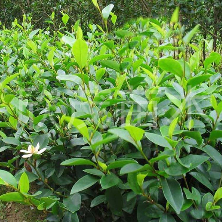 基地供应 绿化灌木 优质含笑 规格齐全 价格低质量好