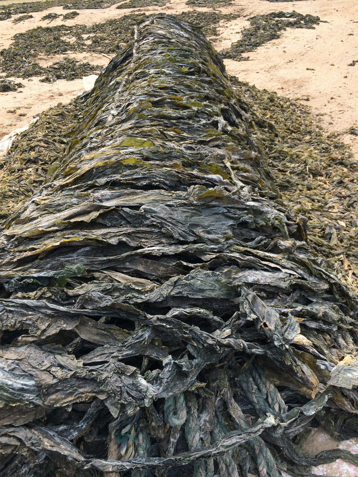 批发福建特产当年货散装干海带厂家直供跑江湖摆地摊海带结海带丝