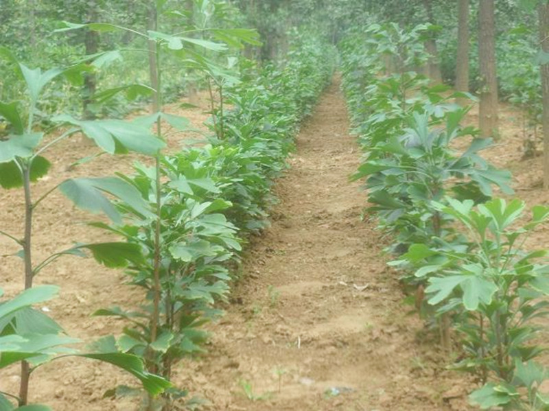 批发银杏苗 绿化苗木 银杏小苗 白果苗 银杏树苗规格齐全基地