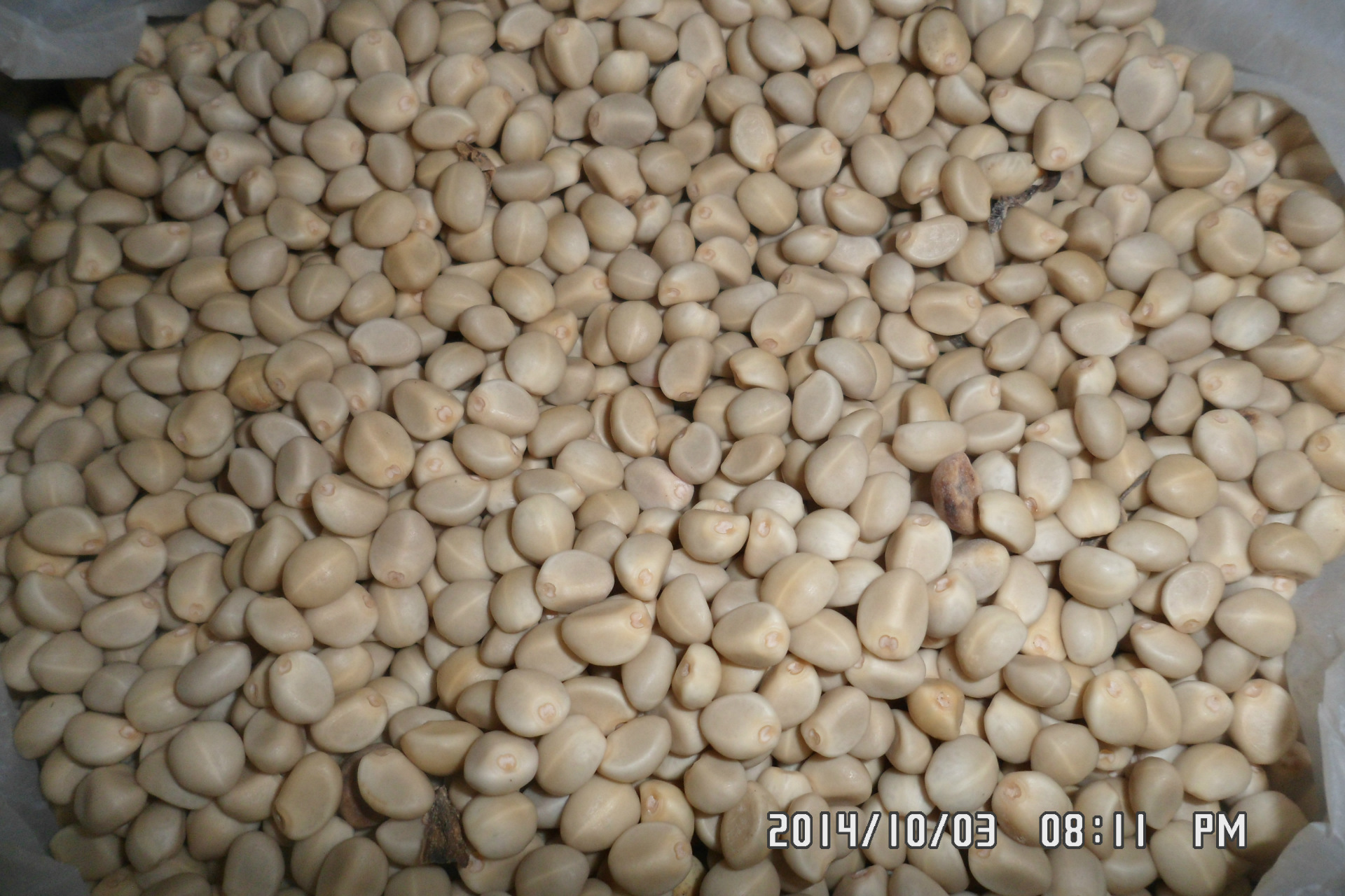 金丝指葫芦神奇的植物草药