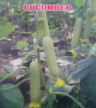 白黄瓜价格_今日最新白黄瓜价格行情走势