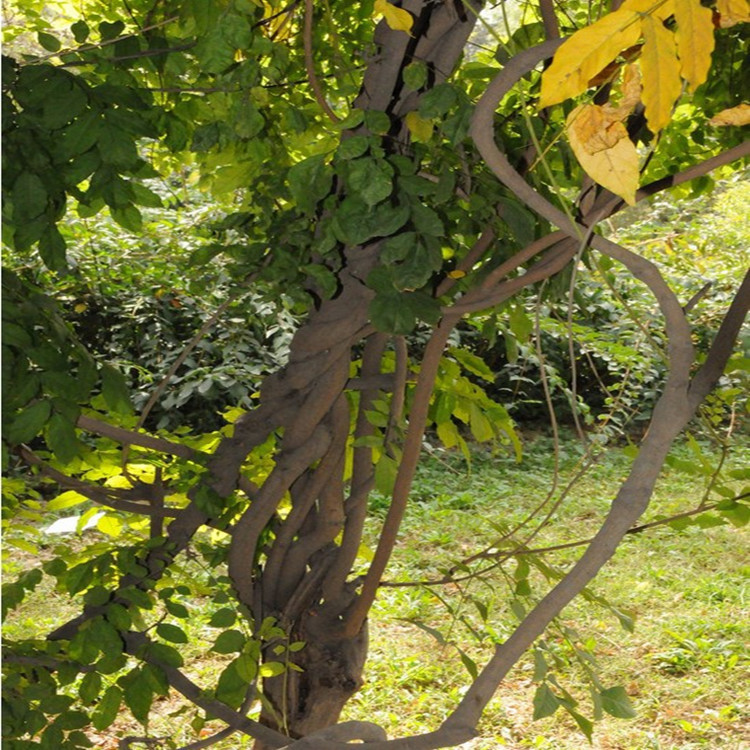 批发直销紫藤多花紫藤苗紫花紫藤规格齐全攀援庭院别墅美化