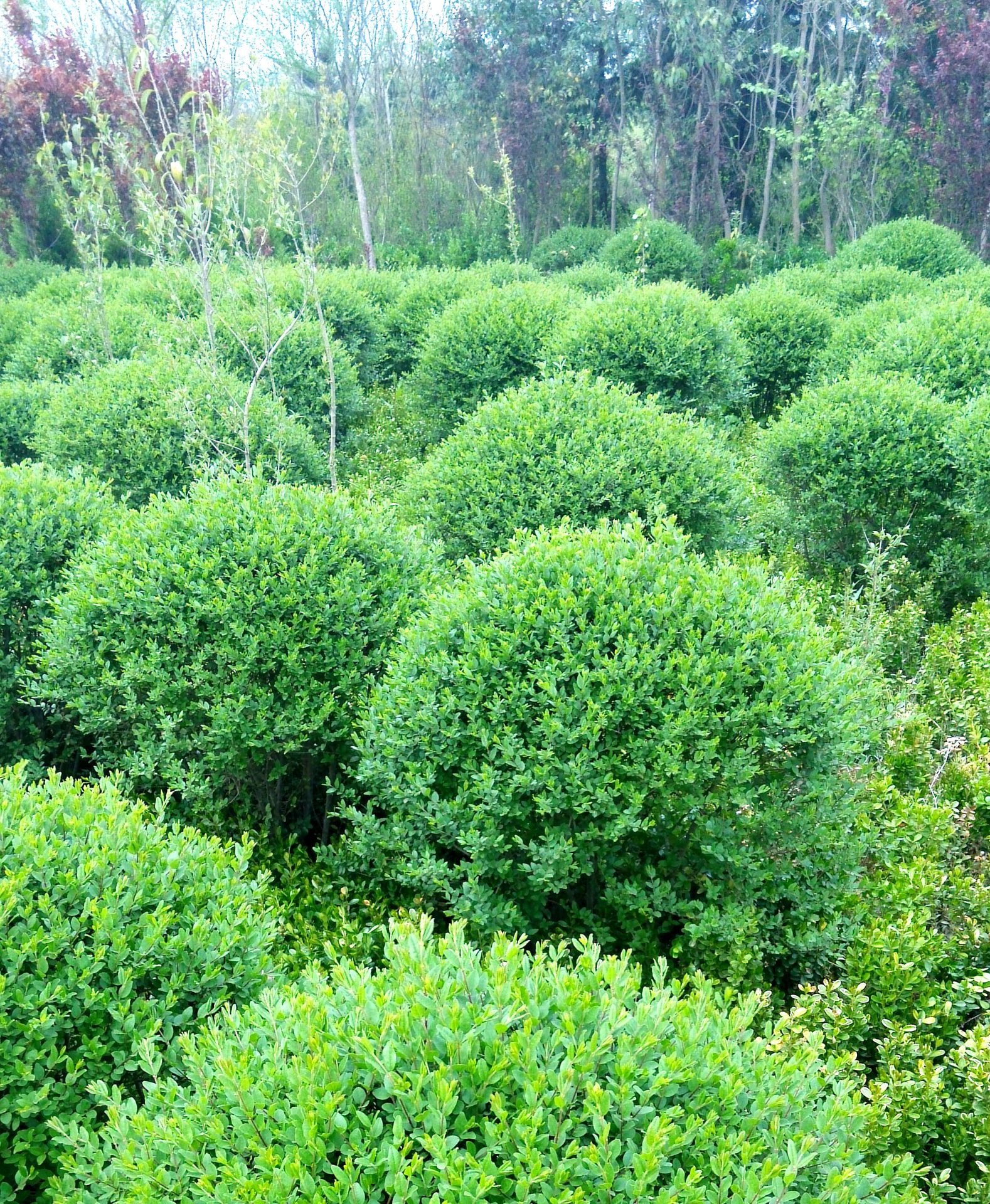 供应优质园林工程绿化苗木 小叶女贞球 量大优惠