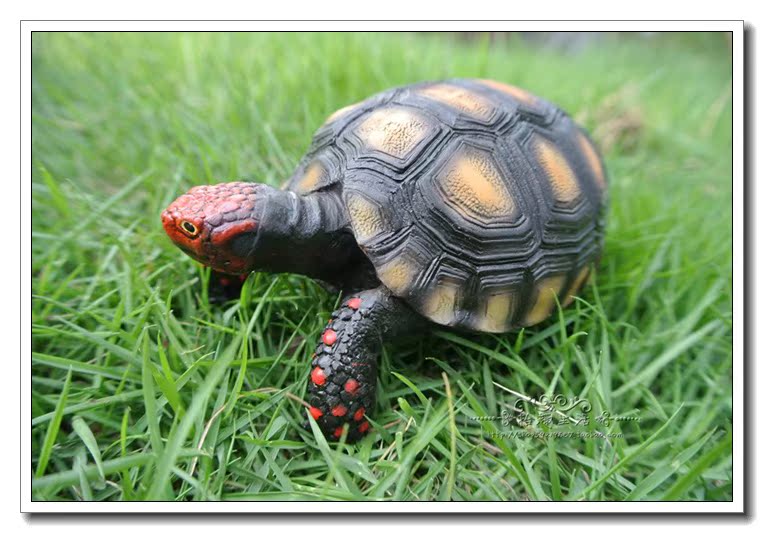 白化红腿陆龟动物仿真乌龟模型树脂工艺品厂家摆件 居家装饰 定制