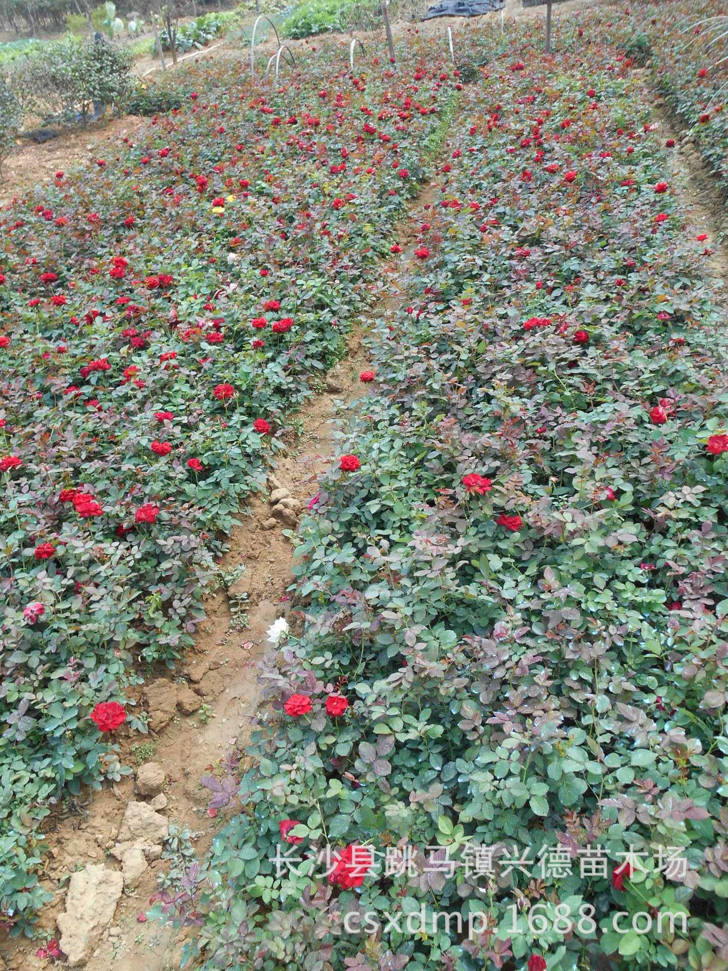 批发月季花苗 小叶大花钻石月季小苗 湖南大叶丰花月季价格 量大