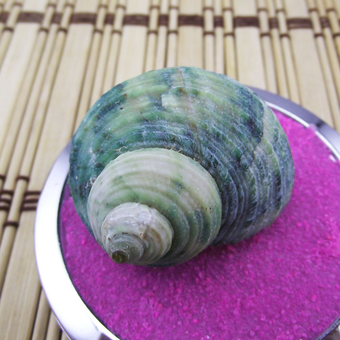 特价天然绿蝾螺绿螺 2至4cm 家居装饰贝壳海螺鱼缸造景专用寄居蟹