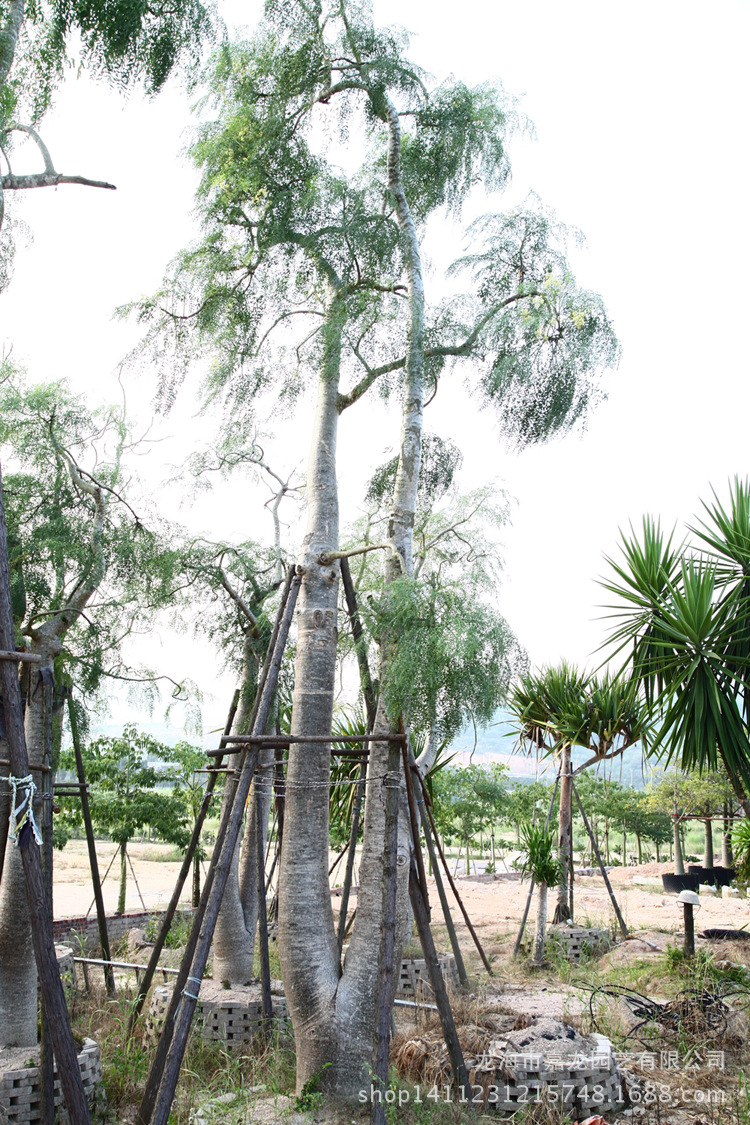 象脚树园林景观布置沙生馆大型植物象腿树辣木树diospyros ferrea