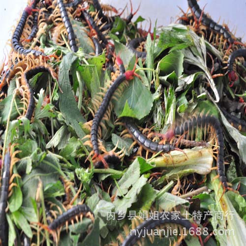 2015年新货活体红头蜈蚣 伏牛山野生中药材 活蜈蚣泡酒烧烤可用