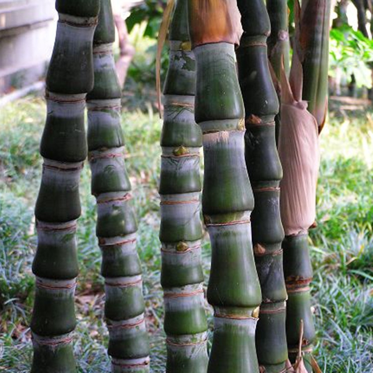 批发 罗汉竹 竹子苗 庭院绿化 观赏 园林工程量大从优