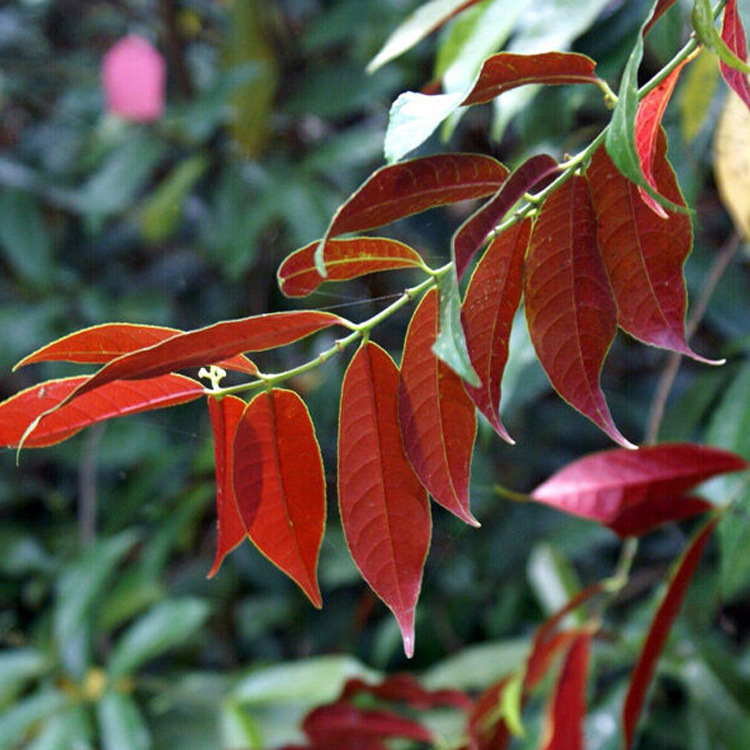 出售花卉苗木 常绿灌木 红背桂 赏叶 基地直销 量大从优