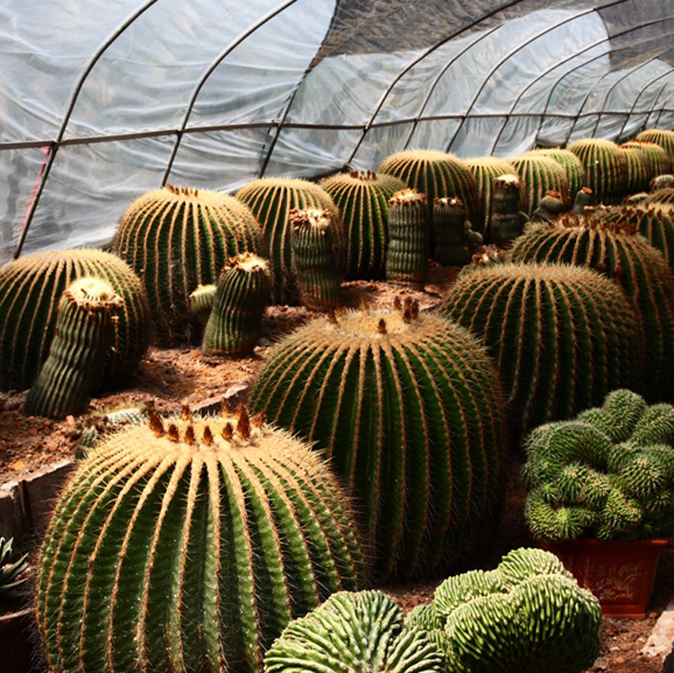 超大金虎黄刺仙人球 60-70公分 大型金琥盆栽 现代观光园多浆植物