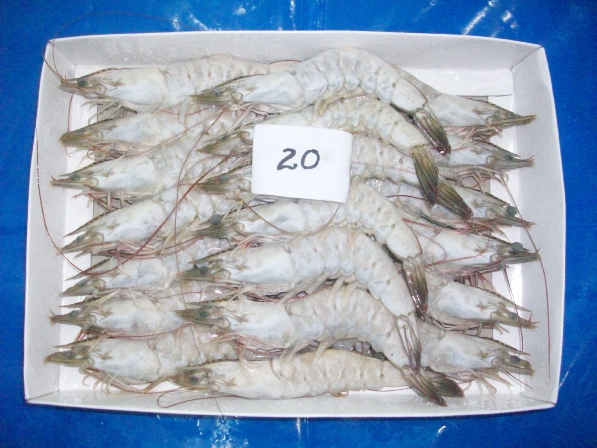 印度10x500g连头盒装南美白虾_冷冻粗加工水产品_列表网